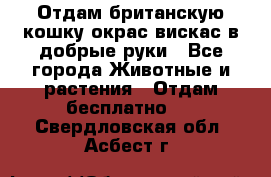Отдам британскую кошку окрас вискас в добрые руки - Все города Животные и растения » Отдам бесплатно   . Свердловская обл.,Асбест г.